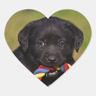 Chien noir Labrador Retriever Chiot Autocollant
