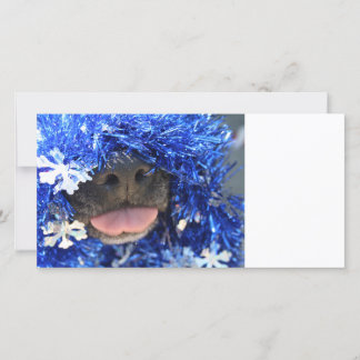 Chien noir langue de nez sortie teinte bleue