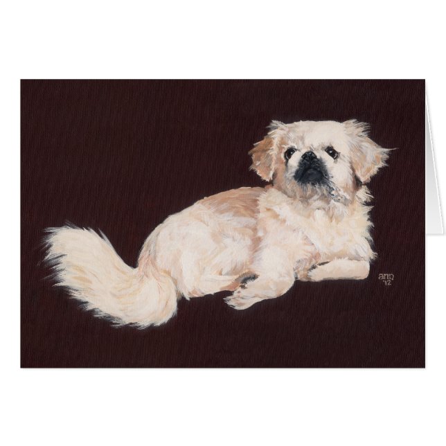 Chien Pékinais Blanc (Devant horizontal)