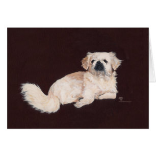 Chien pekingese blanc