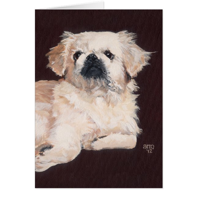 Chien pekingese blanc (Devant)