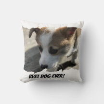 Chien Photo Animal Coussin