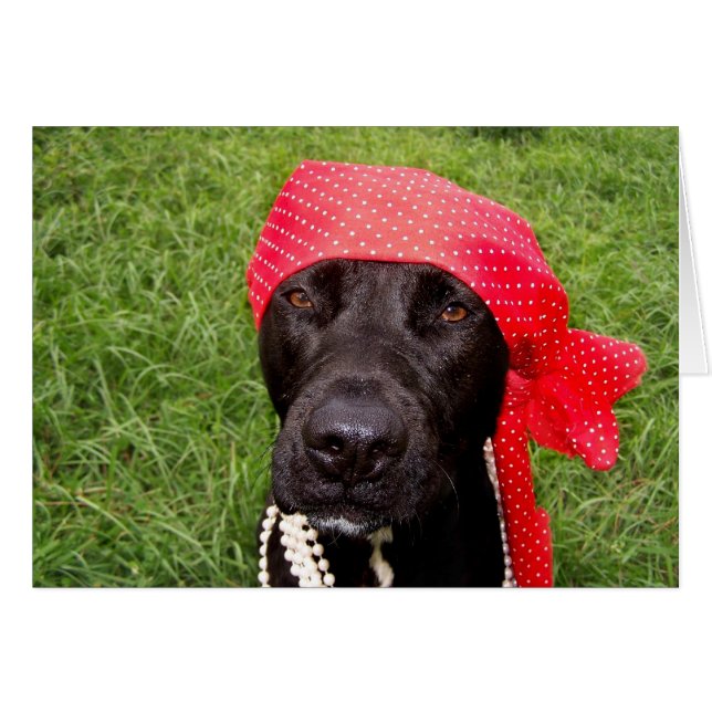 Chien pirate, laboratoire noir, mouchoir rouge her (Devant horizontal)