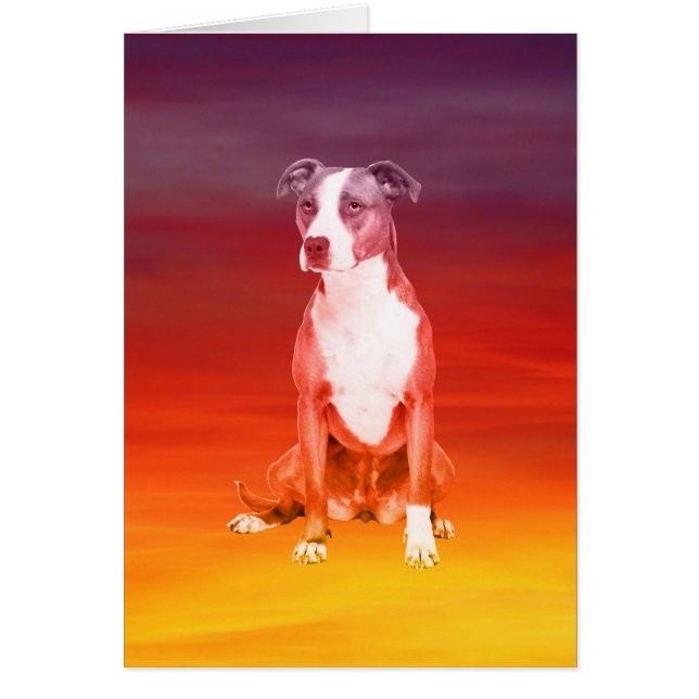 Chien Pitbull Assis Sur La Plage (Devant)