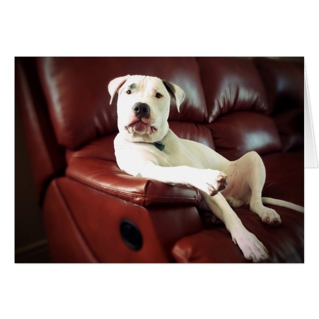 chien pitbull blanc drôle sur le canapé (Devant horizontal)