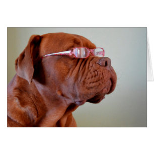 Chien portant des lunettes roses