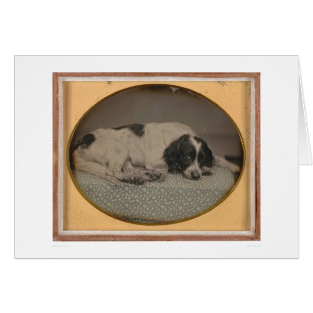 Chien possédé par Sheldon Nichols (39986) (Devant horizontal)