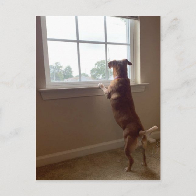 Chien regardant par la fenêtre Carte postale (Devant)