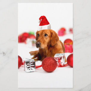 Chien Retriever Doré Avec Chapeau De Père Noël Rou