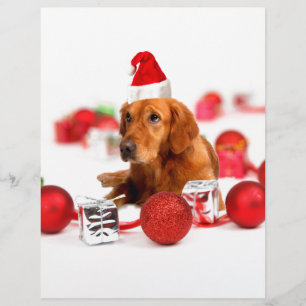 Chien Retriever doré avec chapeau de Père Noël rou