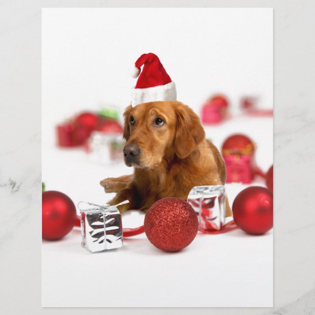 Chien Retriever doré avec chapeau de Père Noël rou (Devant)