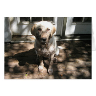 Chien sale