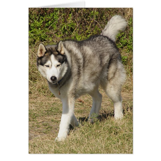Chien sibérien Husky (Devant)
