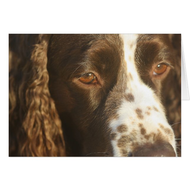 Chien Springer Spaniel Anglais Message personnalis (Devant Horizontal)