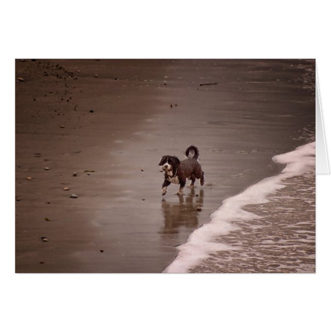 Chien sur la plage Sepia Toned Blank (Devant Horizontal)
