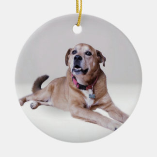 Chien sur un ornement