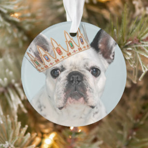 Chien-taureau français à couronne