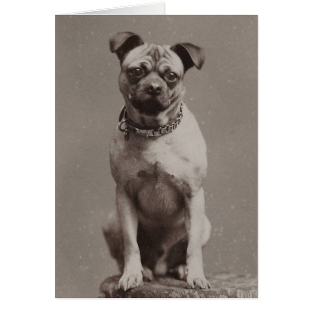 Chien vintage (Devant)