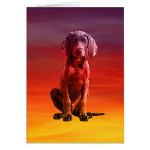 Chien Weimaraner Assis Sur La Plage