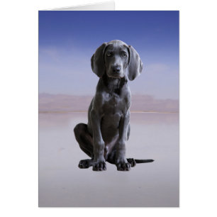 Chien Weimaraner Assis Sur La Plage