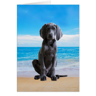 Chien Weimaraner Assis Sur La Plage