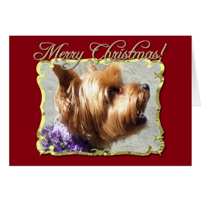 Chien Yorkshire Terrier (Devant horizontal)