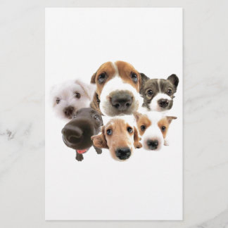 Chiens