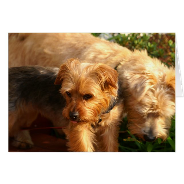 Chiens (Devant horizontal)