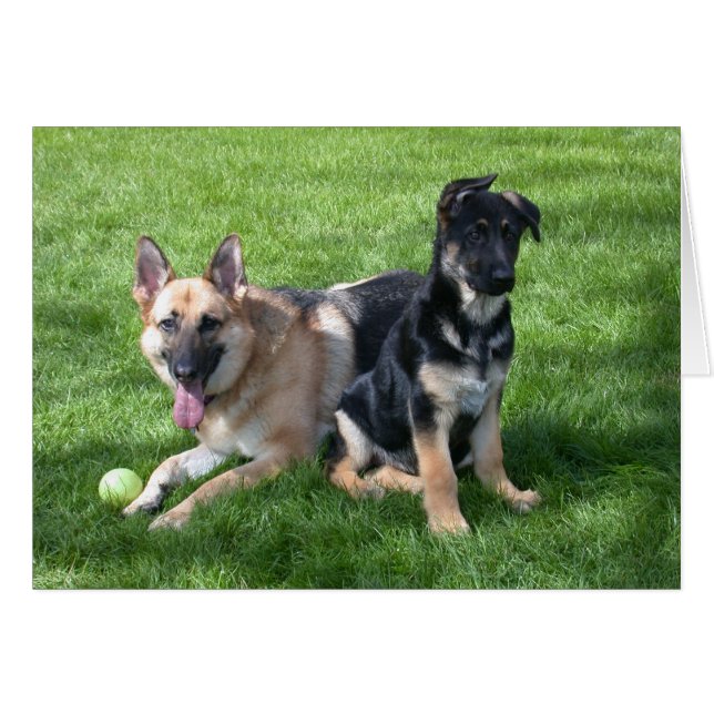 Chiens bergers allemands - Vide à l'intérieur (Devant horizontal)