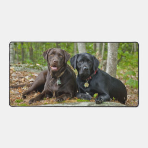 Chiens Chiens Marionnettes Black Lab Chocolat Labr