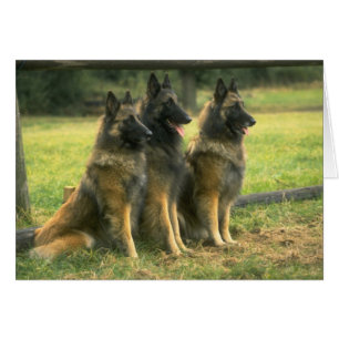 Chiens de berger allemand