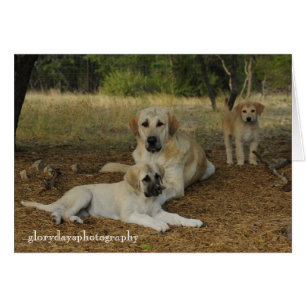 Chiens de berger anatoliens