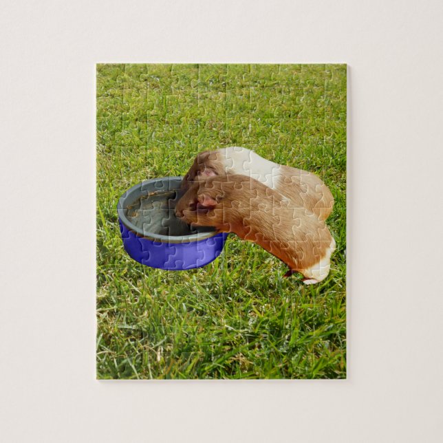 Chiens De Guinée Brown Et Blancs, Puzzle De Jigsaw (Vertical)