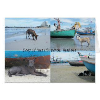 Chiens De Hua Hin Beach, Thaïlande