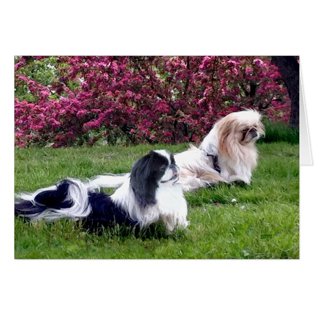 Chiens de Pékin Parti-Color (Devant horizontal)