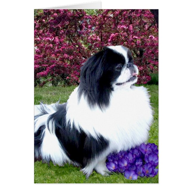Chiens de Pékin Parti-Couleurs (Devant)