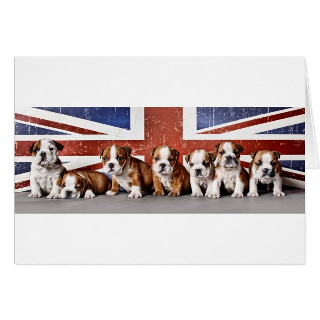 Chiens de taureaux anglais (Devant horizontal)