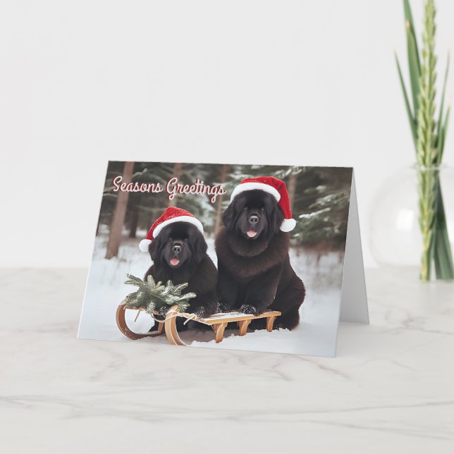 Chiens de Terre-Neuve portant une carte de Noël (Devant)