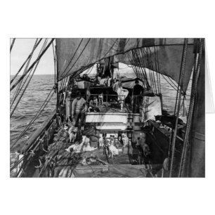 Chiens de traîneau en mer