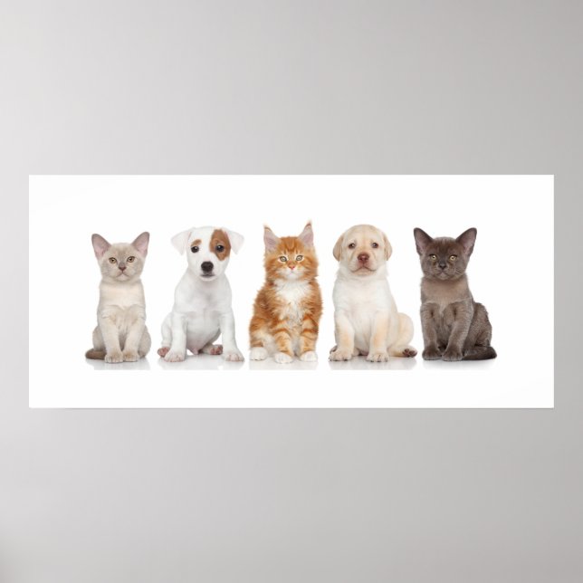Chiens et chatons - Poster - srf (Devant)