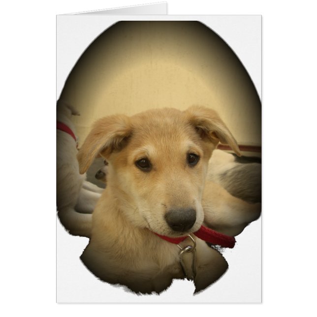 Chiens mignons et Chiens de marionnettes Mans deux (Devant)