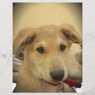 Chiens mignons et Chiens de marionnettes Mans deux