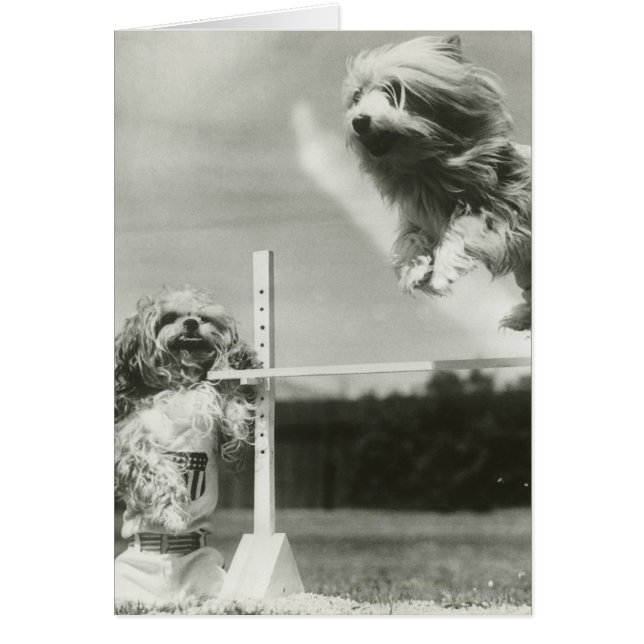 Chiens sautant au-dessus d'une barre de saut minia (Devant)