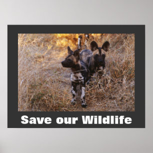 Chiens sauvages Sauvez notre affiche de la faune