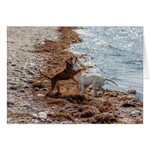 Chiens sur la plage