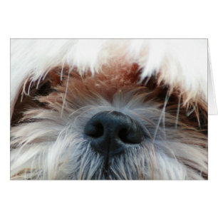 chih tzu chien chiot mignonette photo visage cadea