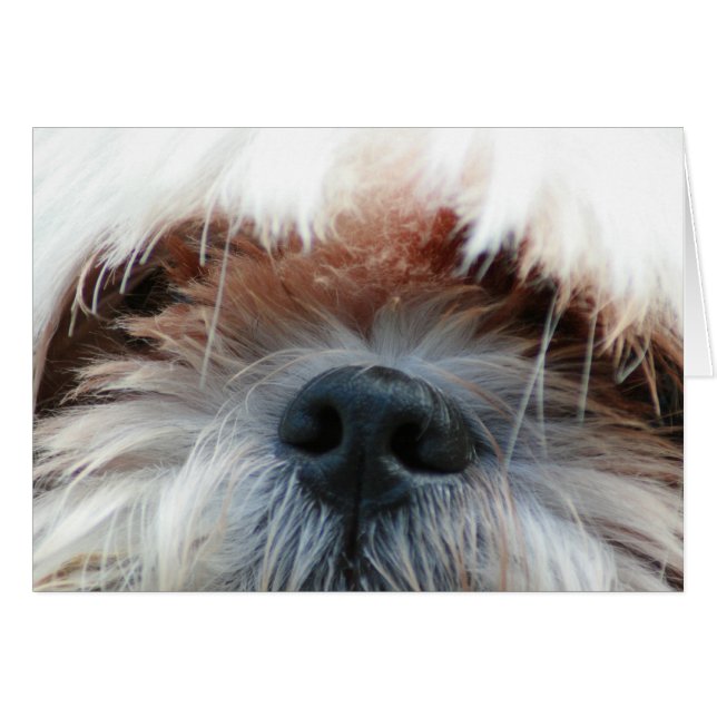 chih tzu chien chiot mignonette photo visage cadea (Devant horizontal)
