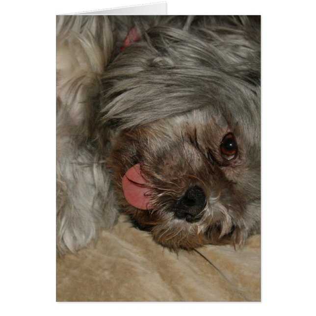 Chih tzu mignon chiot chien (Devant)