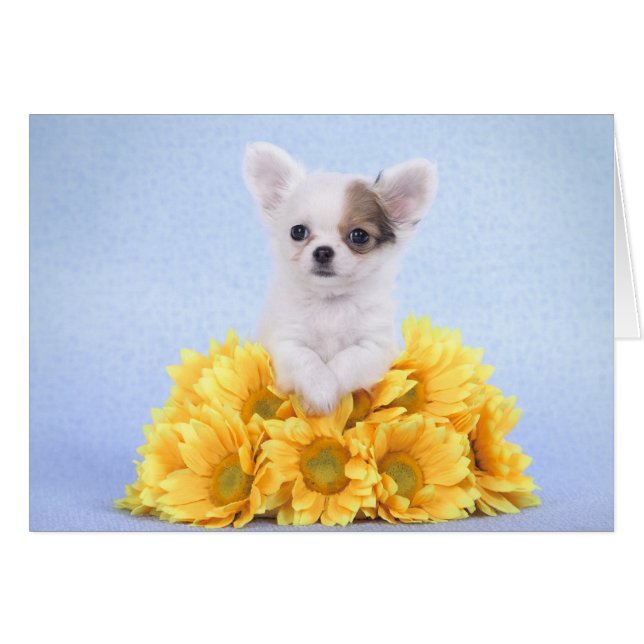 Chihuahua (Devant horizontal)