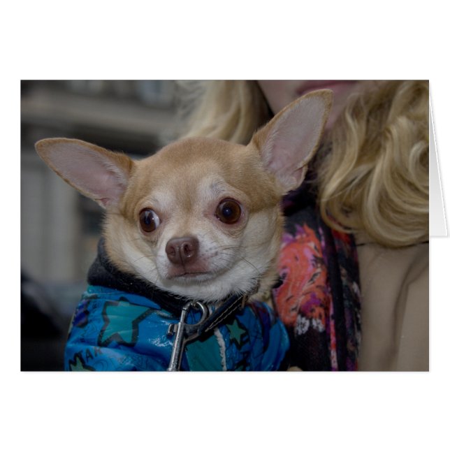 Chihuahua (Devant horizontal)